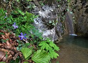 28 Fiore di pervinca per la bella cascatella